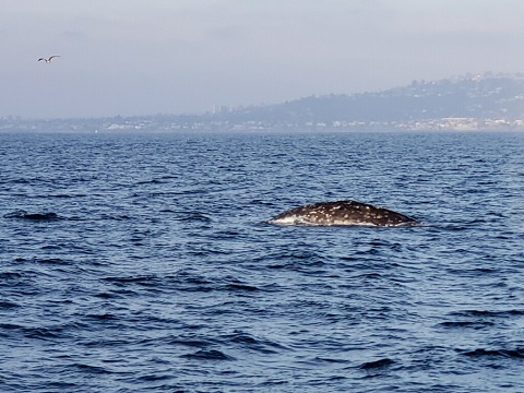 Image for Legacy Whale Watch with ID of: 4716476