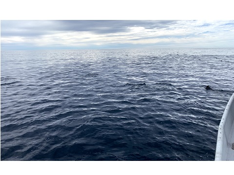 Image for Legacy Whale Watch with ID of: 4716478