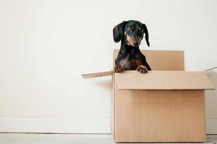 Image for Preparing for Professional Movers, PLUS: Best Moving Companies in Greenville, SC with ID of: 4718134