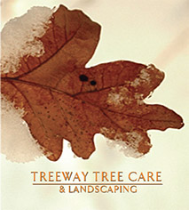 Image for Treeway Tree Care with ID of: 2812509