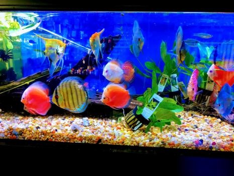 Image for Neptunes Aquariums with ID of: 4723492