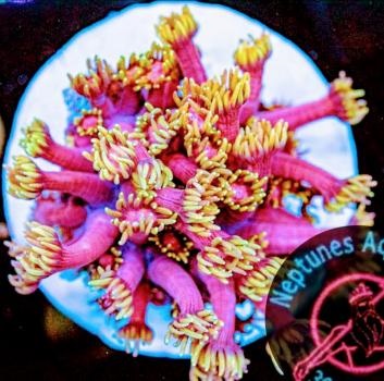 Image for Neptunes Aquariums with ID of: 4723506
