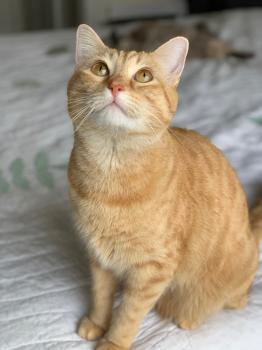 Image for Twin Cities Pets with ID of: 4726852