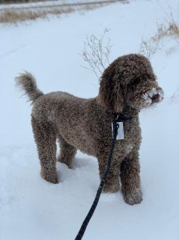 Image for Twin Cities Pets with ID of: 4726854
