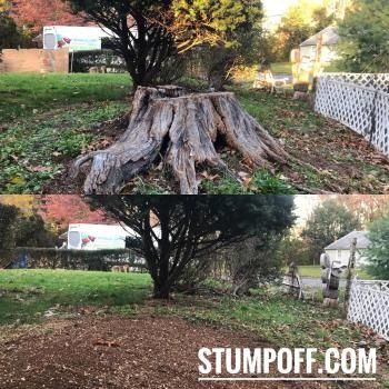 Image for Stump 