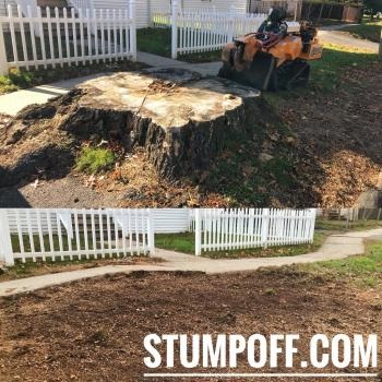 Image for Stump 