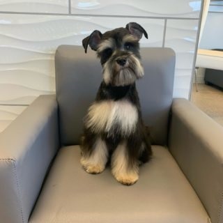 Image for Petite Pup with ID of: 4748649