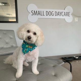 Image for Petite Pup with ID of: 4748650
