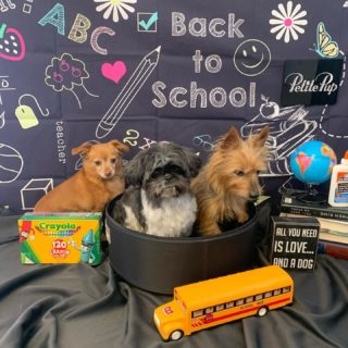 Image for Petite Pup with ID of: 4748651
