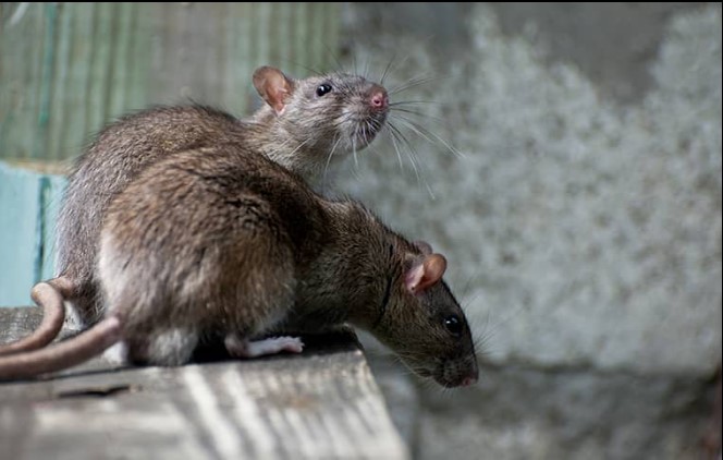 Image for Pro Active Pest Control with ID of: 3995996