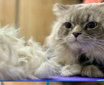 Image for Knots & Tangles Grooming Salon with ID of: 6081396