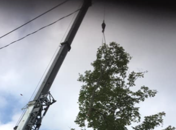 Image for Cuttingedge Tree Service with ID of: 6082862