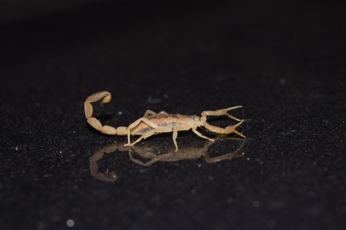 Image for Arsenal Exterminating with ID of: 4766072