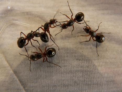 Image for Arsenal Exterminating with ID of: 4766073
