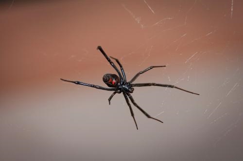 Image for Arsenal Exterminating with ID of: 4766075