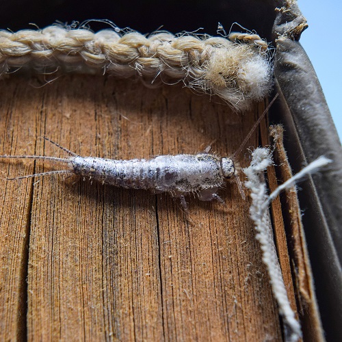 Image for Fox Pest Control - Bloomington with ID of: 4768625