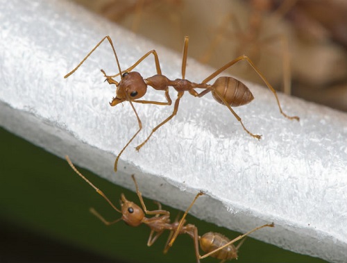 Image for Fox Pest Control - Bloomington with ID of: 4768632