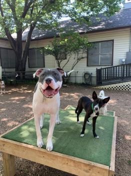 Image for Canine Cowboy with ID of: 4772193