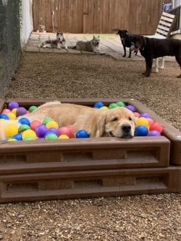 Image for Canine Cowboy with ID of: 4772194