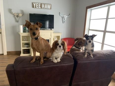 Image for Canine Cowboy with ID of: 4772195