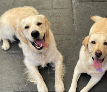 Image for JB Pawfect Pals with ID of: 6095784