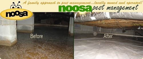 Image for Noosa Pest Management with ID of: 609667