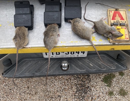 Image for Truly Nolen Pest & Termite Control - Abilene with ID of: 4791190
