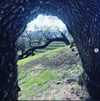 Image for Appellation Wine Tours (Santa Barbara) with ID of: 4791456
