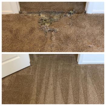 Image for Raleigh Carpet Repair & Cleaning with ID of: 4798762