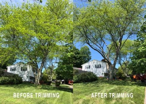 Image for Tree Care America with ID of: 4813269