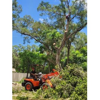Image for Tree Care America with ID of: 4813270