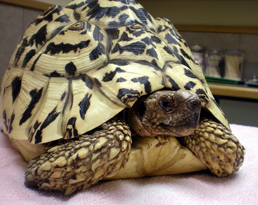 Image for Nautilus Avian & Exotics Veterinary Specialists with ID of: 4352305