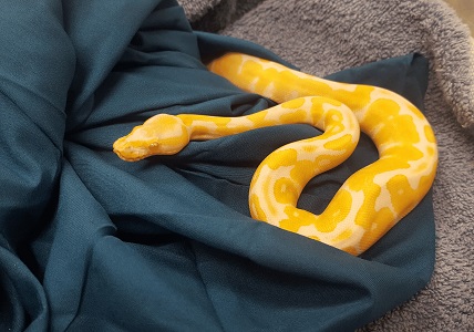Image for Nautilus Avian & Exotics Veterinary Specialists with ID of: 4352319