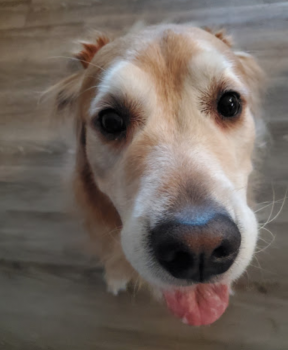 Image for C. Barley Pet Services, LLC with ID of: 4823467