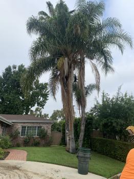 Image for Rancho Tree Care with ID of: 4826768