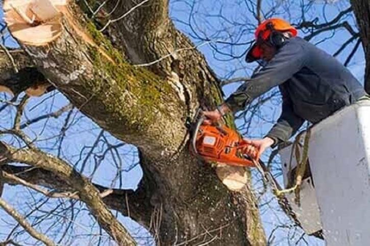 Image for Rancho Tree Care with ID of: 4826770