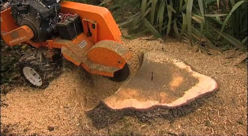 Image for Nest Tree Removal Services with ID of: 4847952