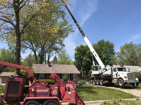 Image for Nest Tree Removal Services with ID of: 4847953