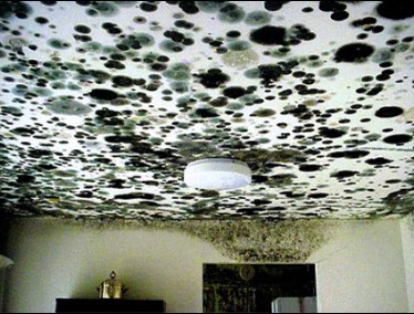 Image for Eco Pro Restoration with ID of: 4849834