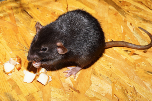 Image for Insight Pest Control Gresham with ID of: 4852061