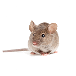 Image for Proterra Pest Control (Formerly Vex Pest Control) with ID of: 4859063