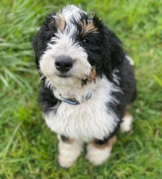 Image for LK Bernedoodles with ID of: 4873496