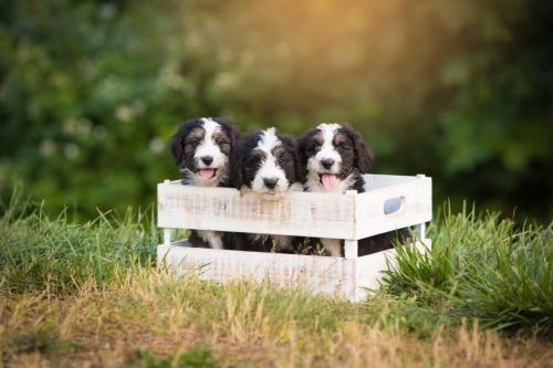 Image for LK Bernedoodles with ID of: 4873497