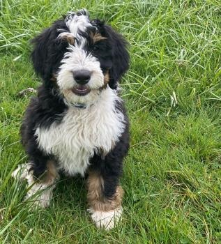 Image for LK Bernedoodles with ID of: 4873499