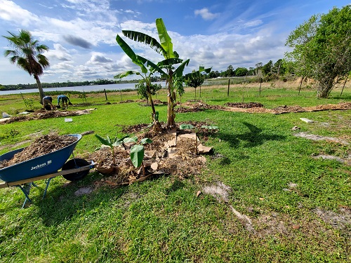 Image for Food Forest Abundance with ID of: 4873573