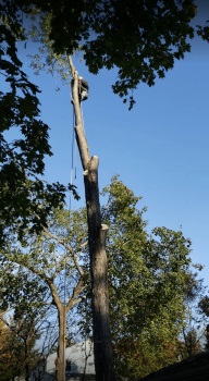 Image for Boulder Hill Tree Service with ID of: 4891747