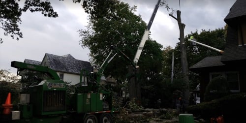 Image for Boulder Hill Tree Service with ID of: 4891748