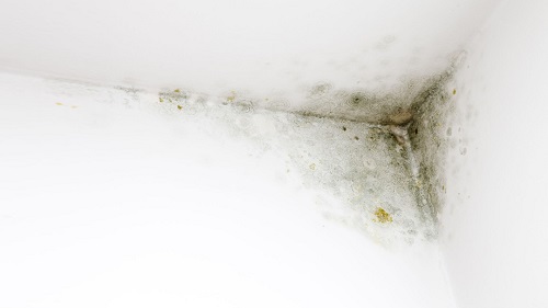 Image for Comprehensive Mold Management, LLC with ID of: 4893400