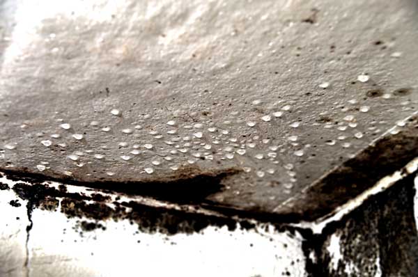 Image for Water Mold & Fire Miami FL with ID of: 610108