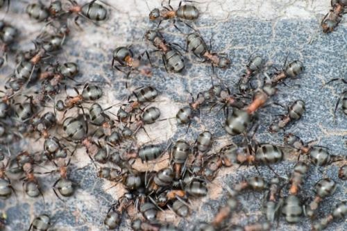 Image for Cleargate Pest Defense with ID of: 4910013